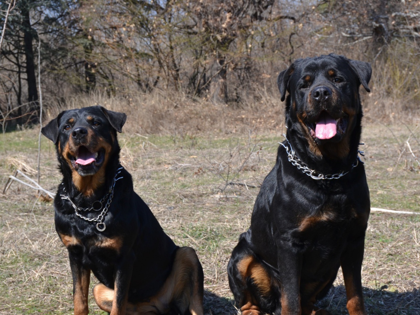 Пара веселых ротвейлеров