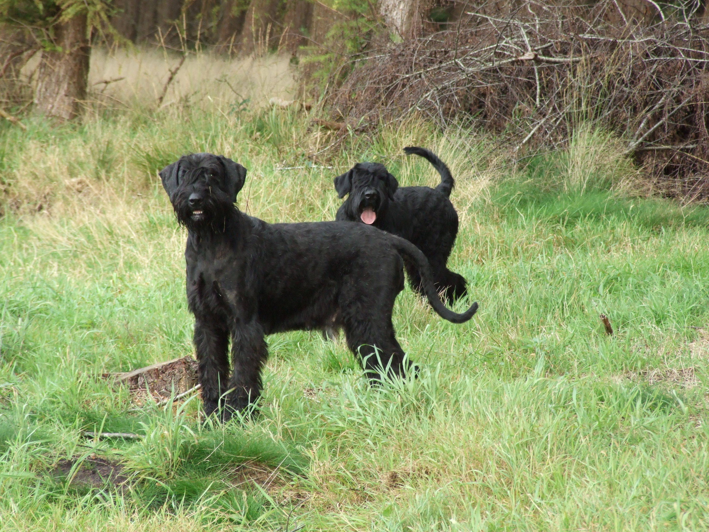 Пара шнауцеров на прогулке