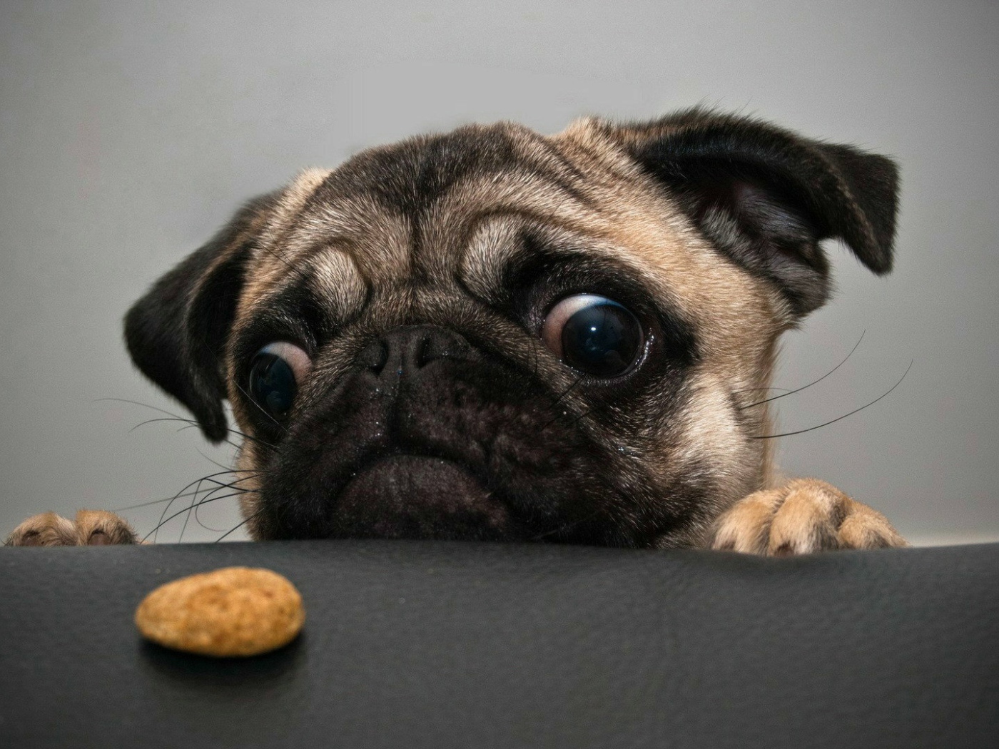 Отчаянный мопс