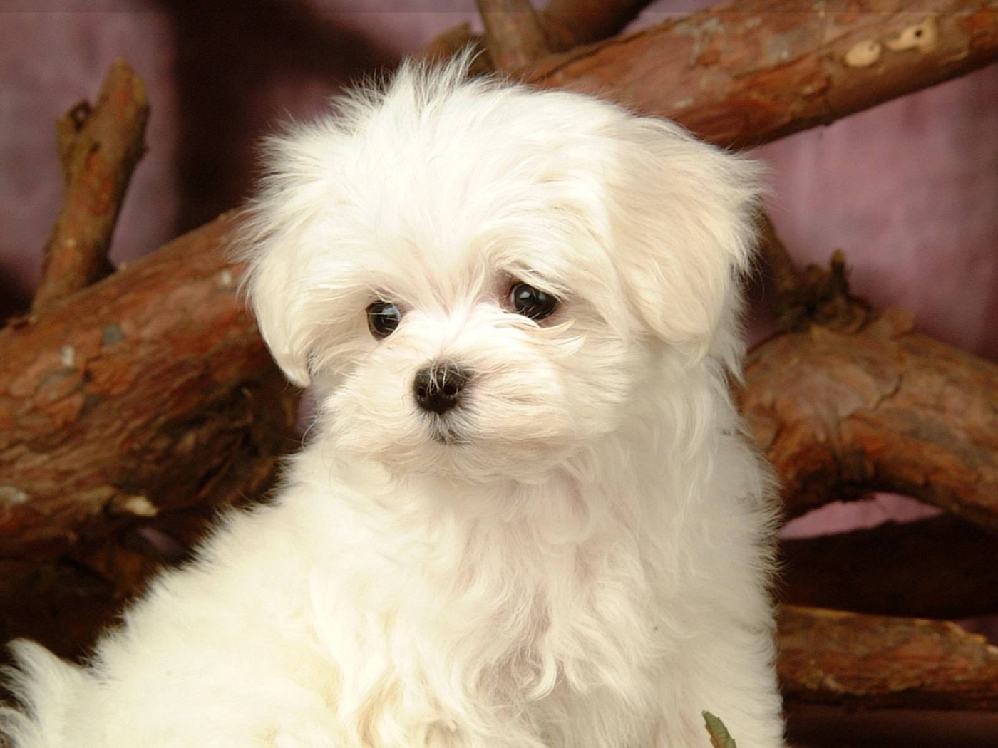 Любопытный белый щенок болонки