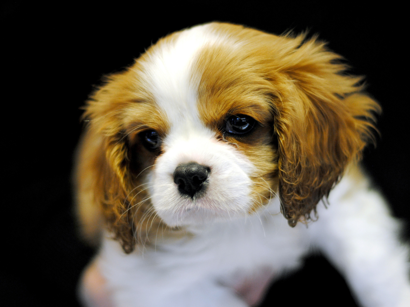 Милый щенок кавалер кинг чарльз спаниеля