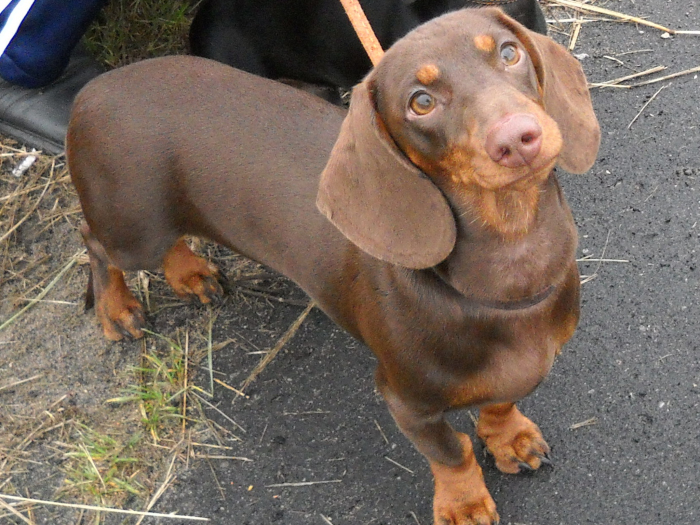 Милая коричневая такса