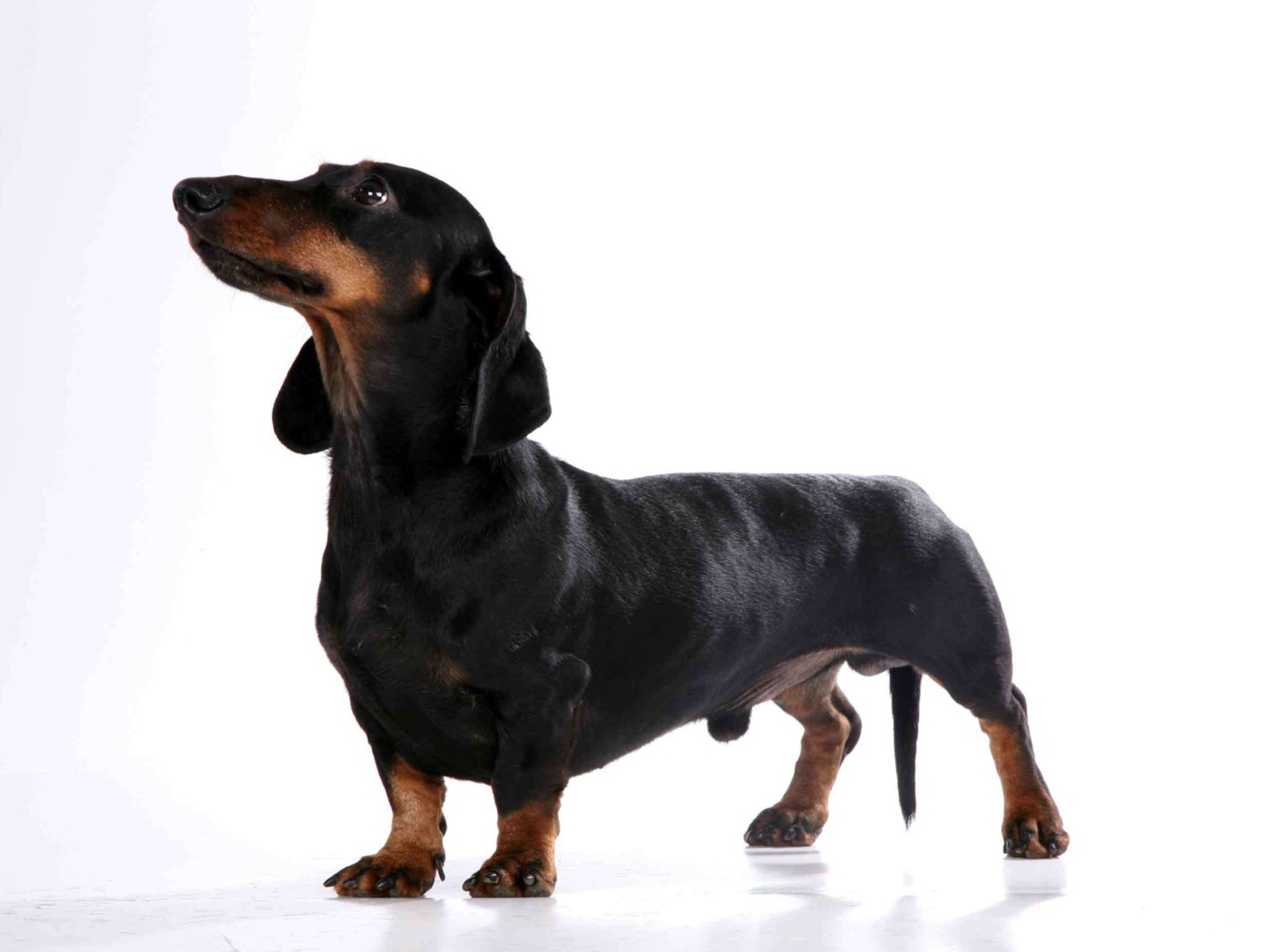 Милая собака такса