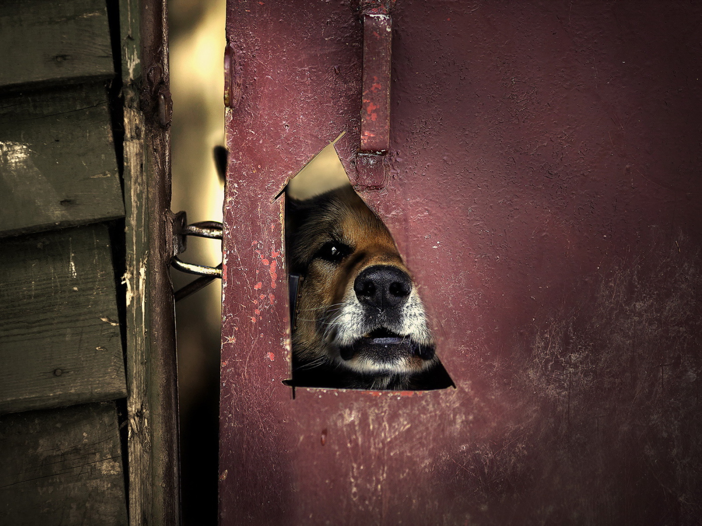 Мордашка милой собаки