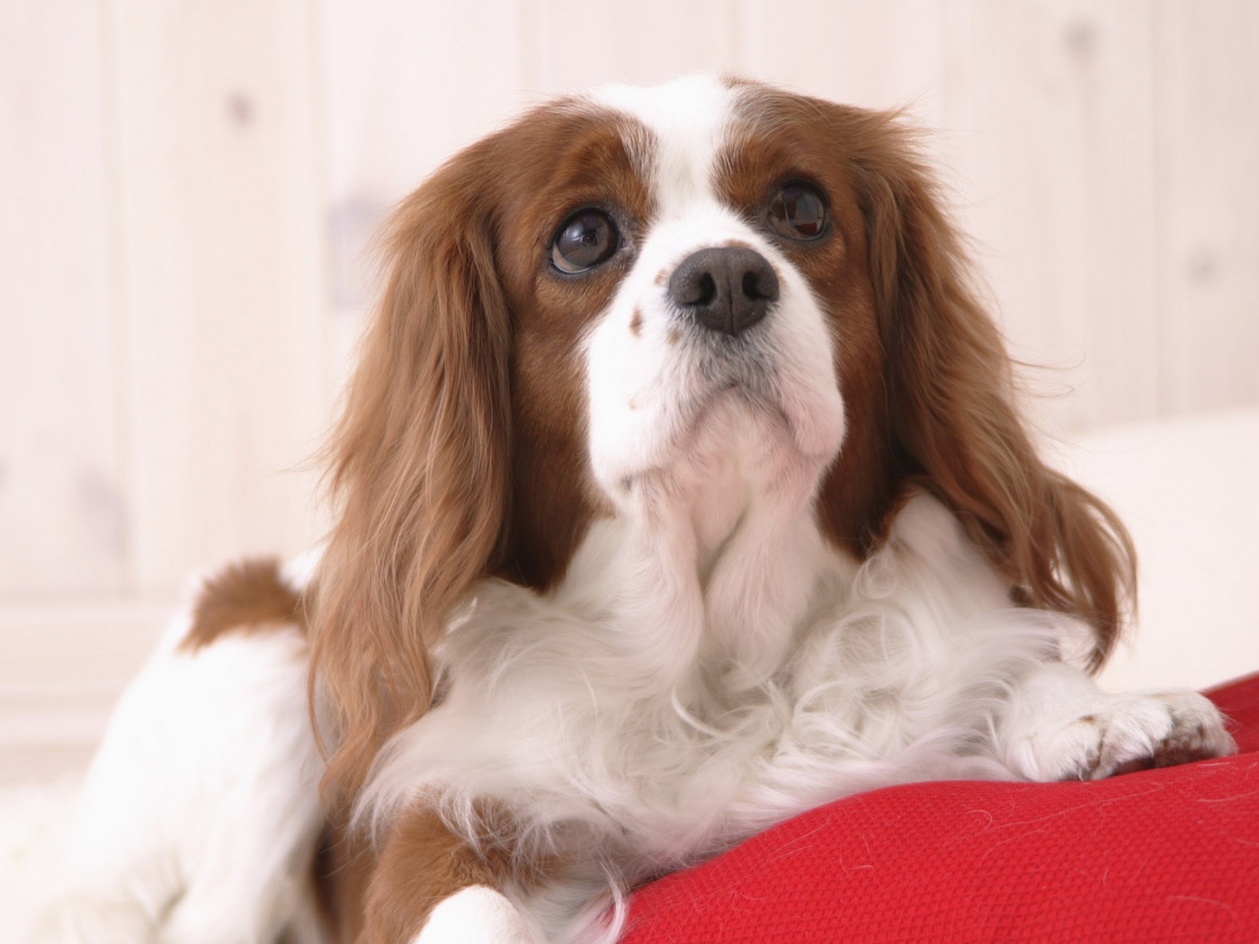 Милашка проснулся