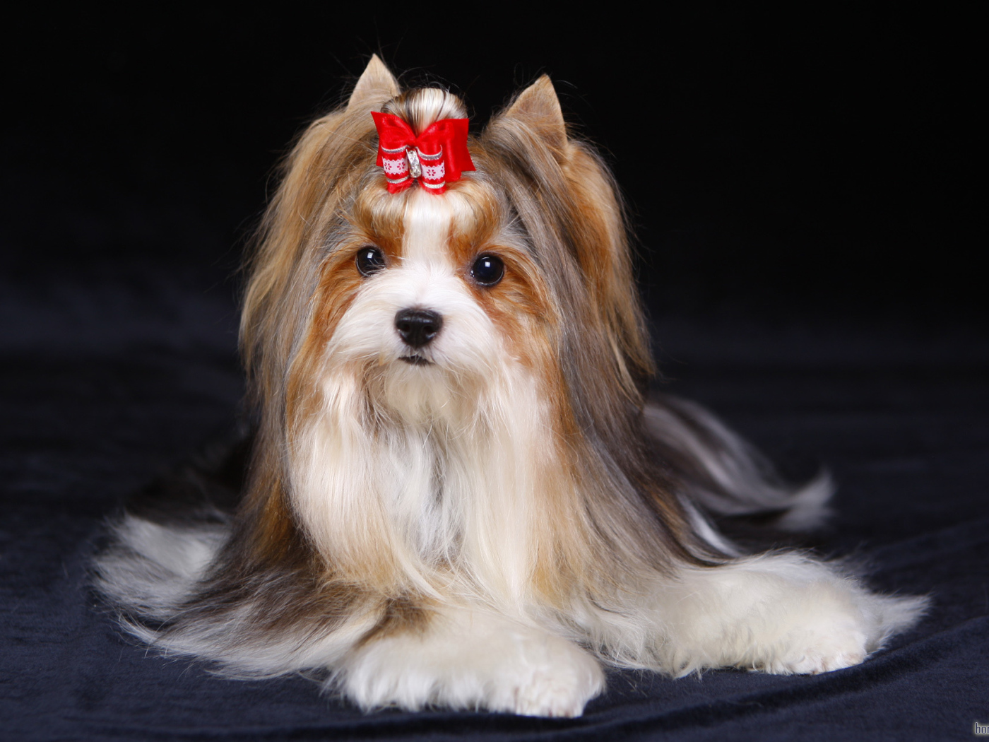 Милашка бивер йорк