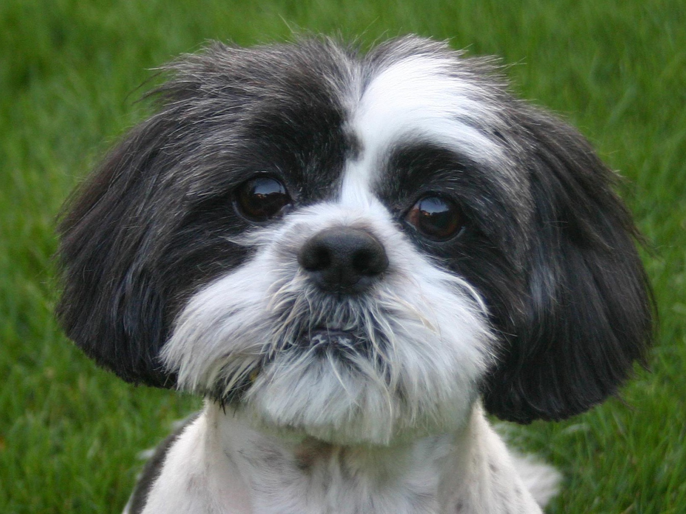 Собака милашка шитцу