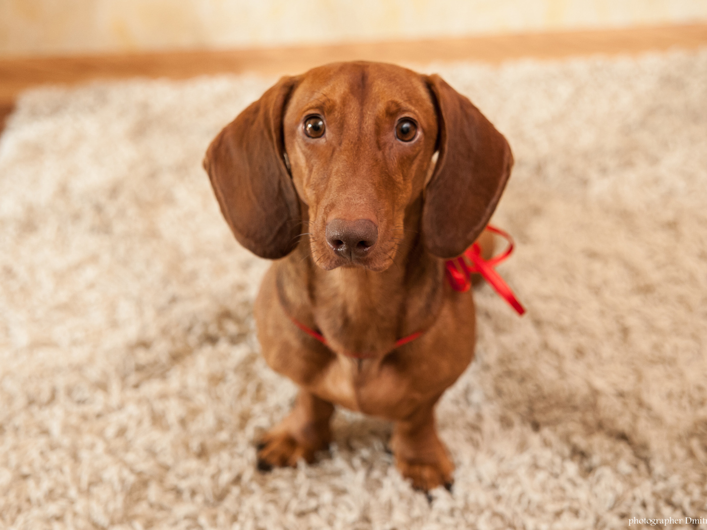 Провинившаяся такса на ковре