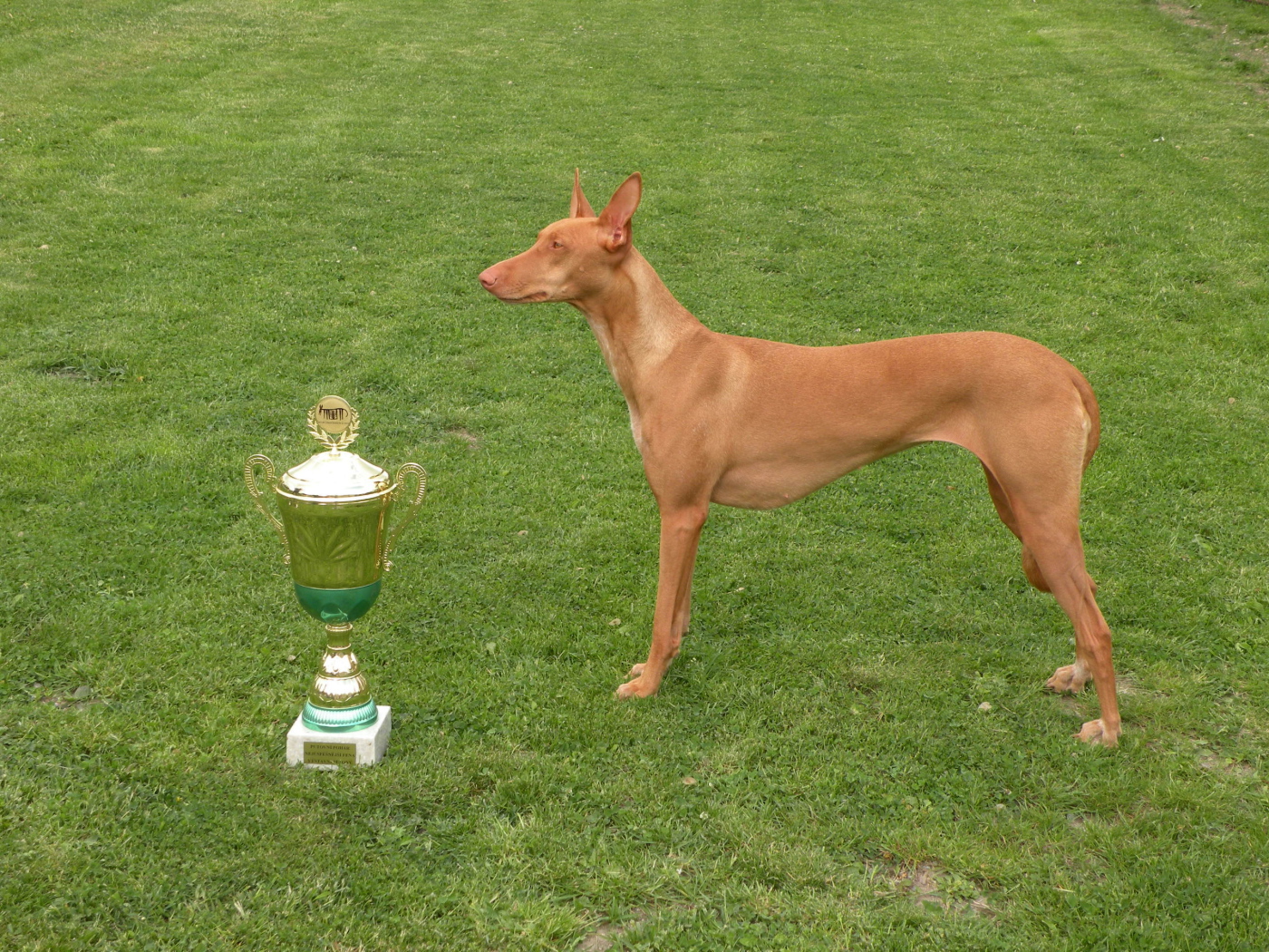 Заслуженная награда фараоновой собаки