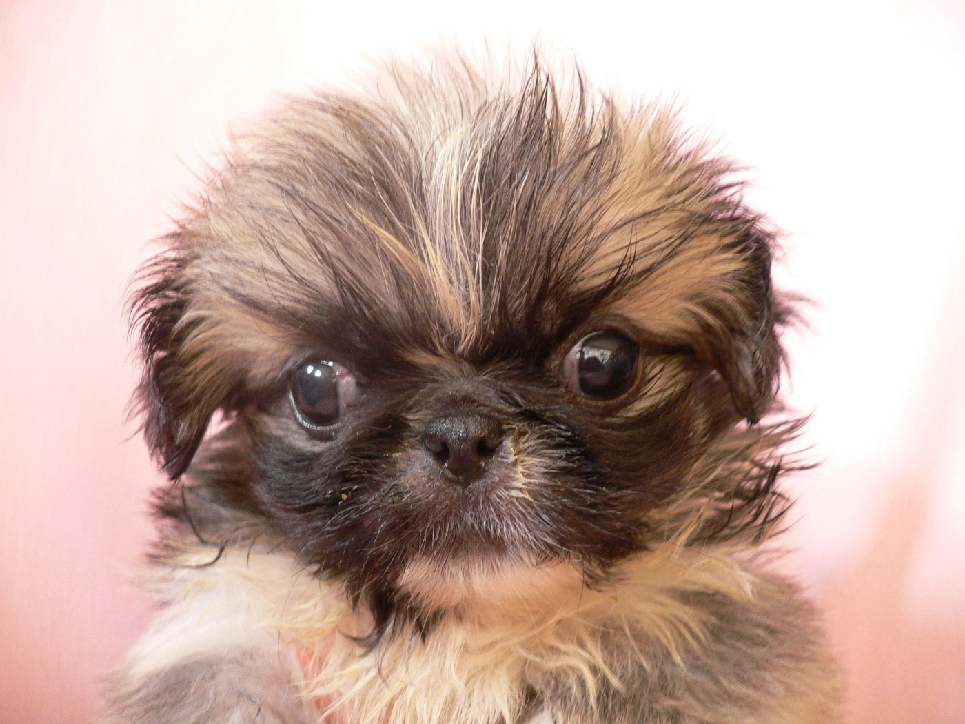 Взлохмаченный малыш пекинес