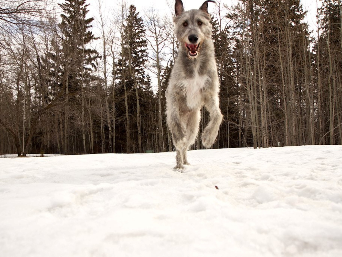 Собака ирландский волкодав в лесу