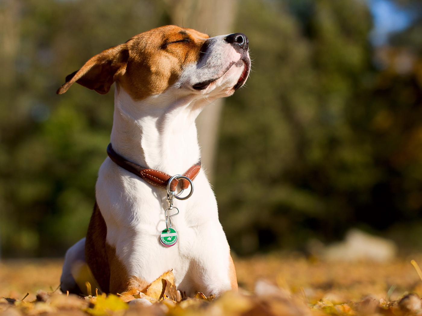 Собака греется на солнце