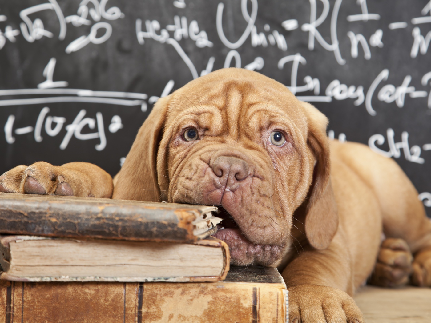 Собака грызет книги