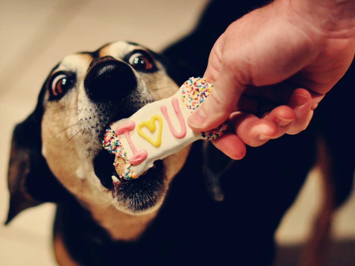 Собаке дают печенье