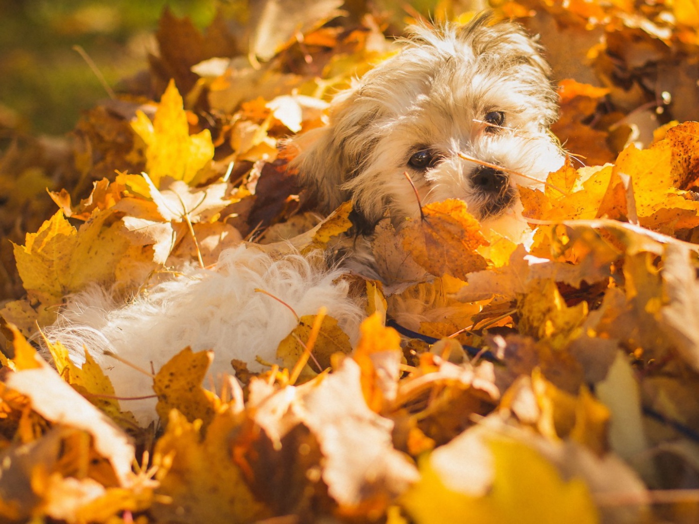 Собака в осенних листьях