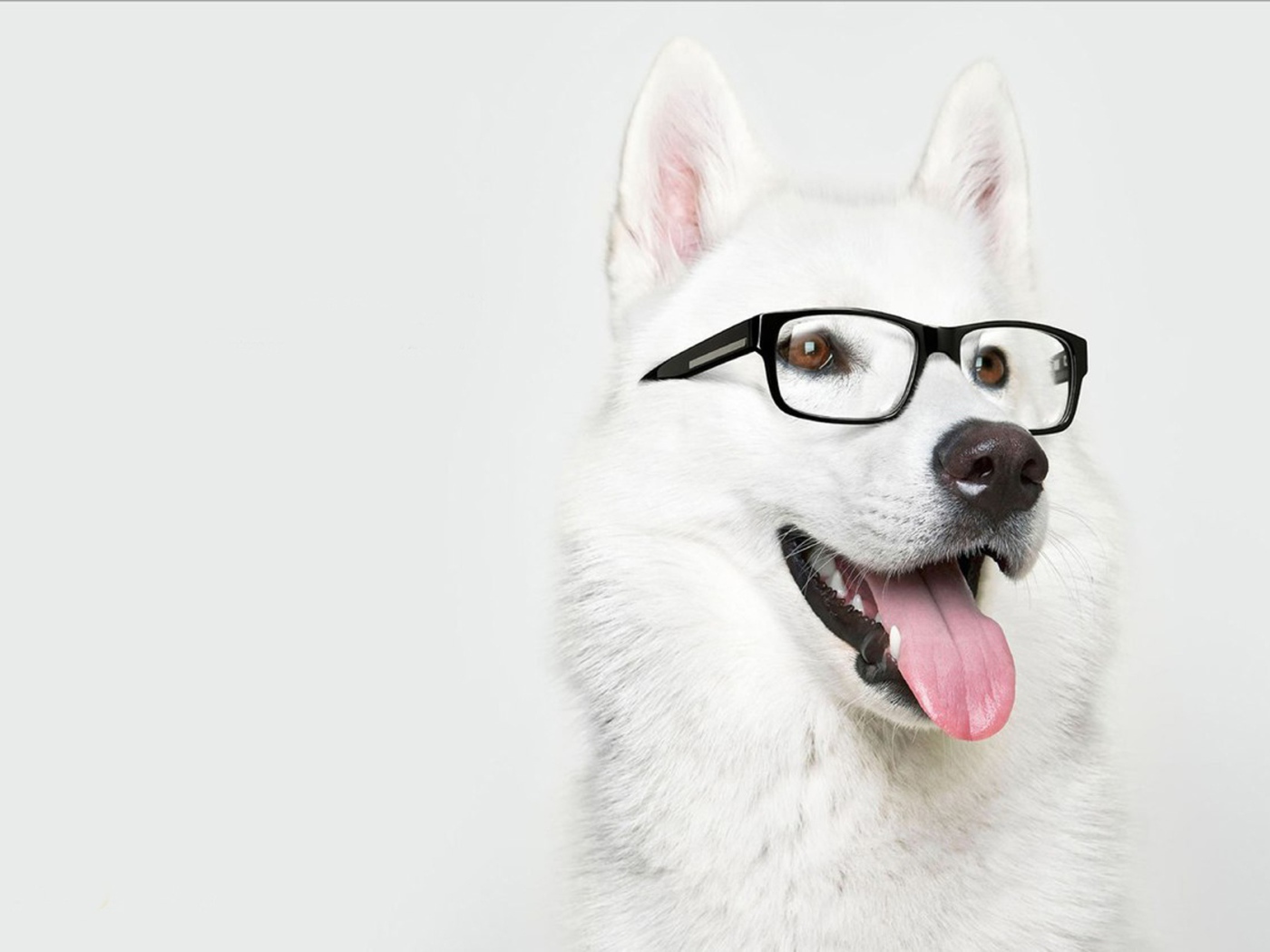 Лайка в очках