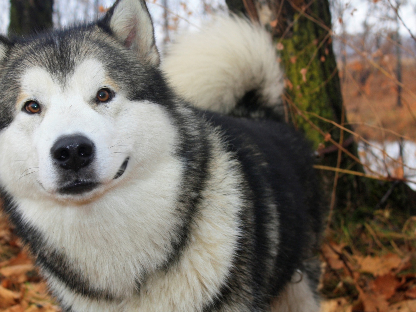 Лайка в осеннем лесу
