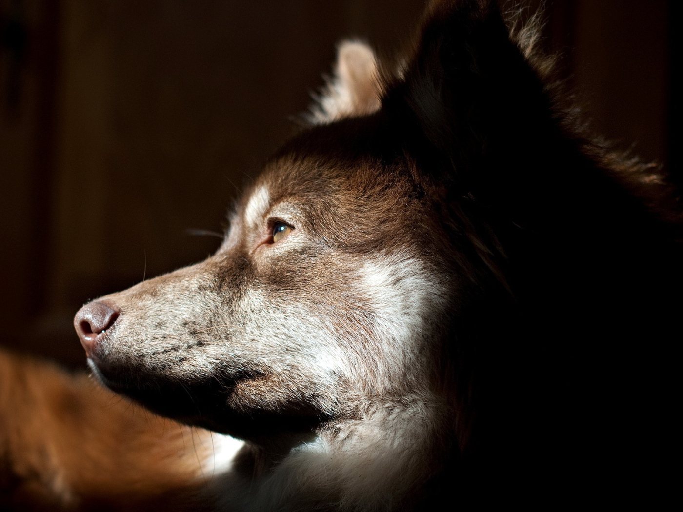 Собачья морда