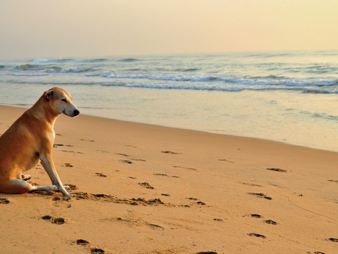 Собака около моря