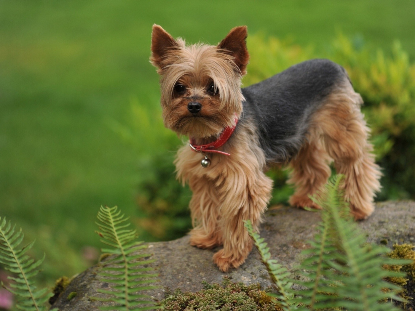 Собака на камне