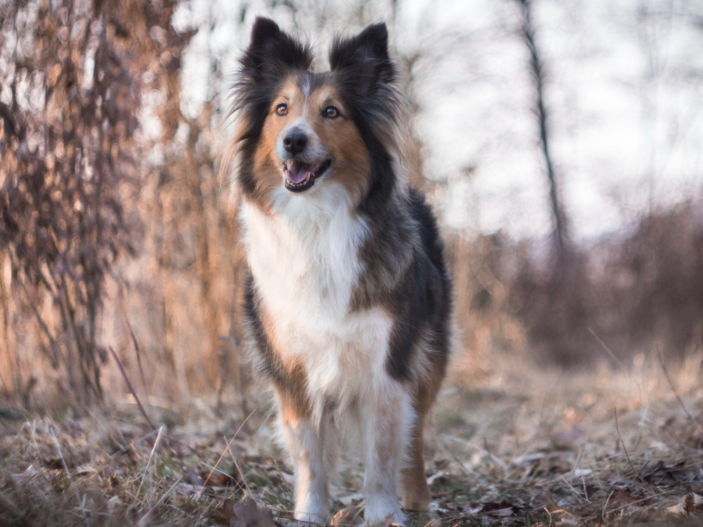 Cобачка на сухой траве