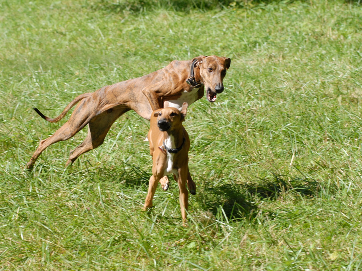 Собаки азавак играют