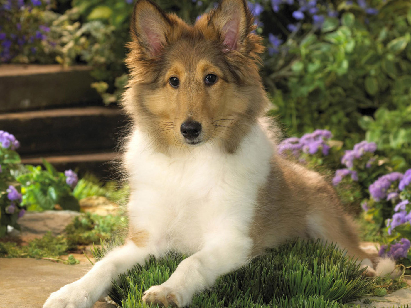 Ушастый щенок колли