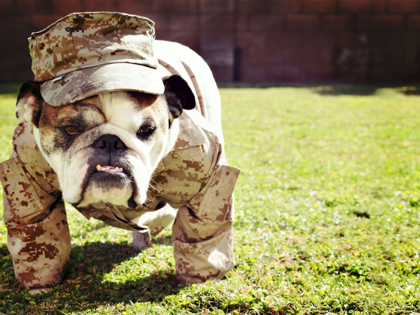 Английский бульдог в военной форме