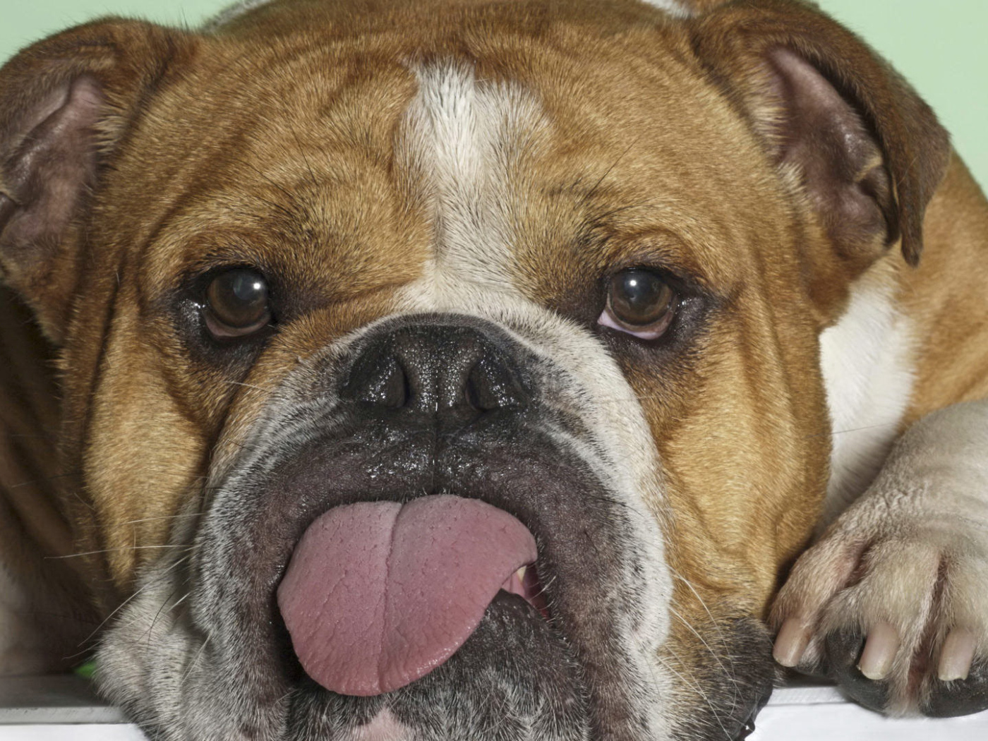 Английский бульдог показывает язык