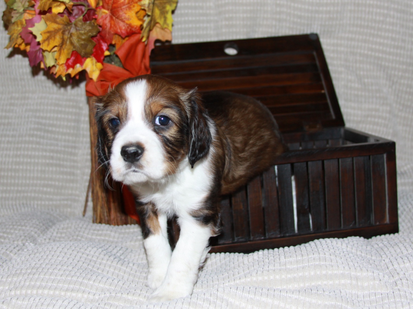 Собака английский спрингер спаниель вылез из корзинки