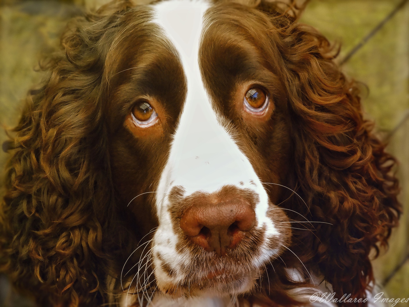Доверчивый английский стрингер спаниель