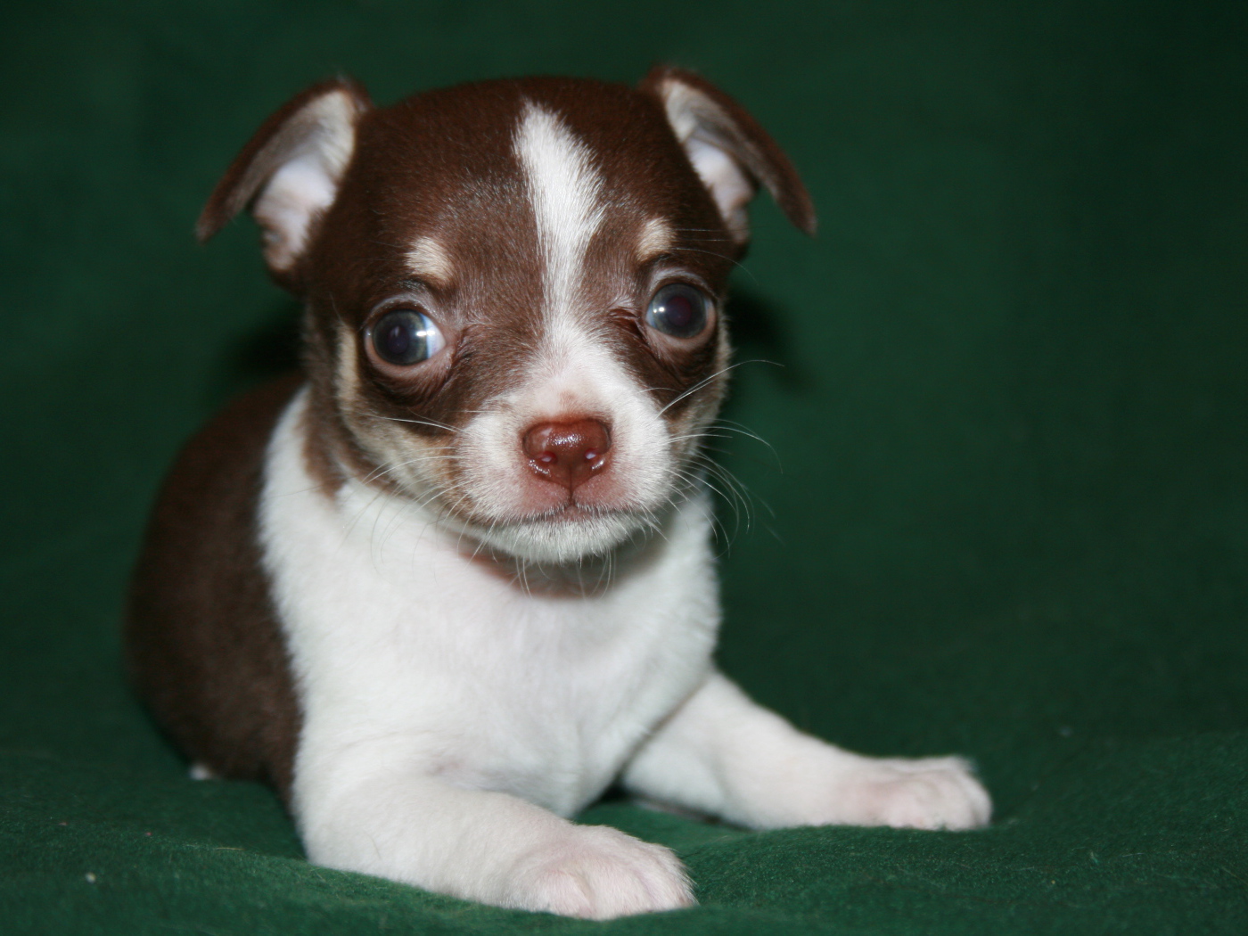 Глазастый щенок бивер йорк