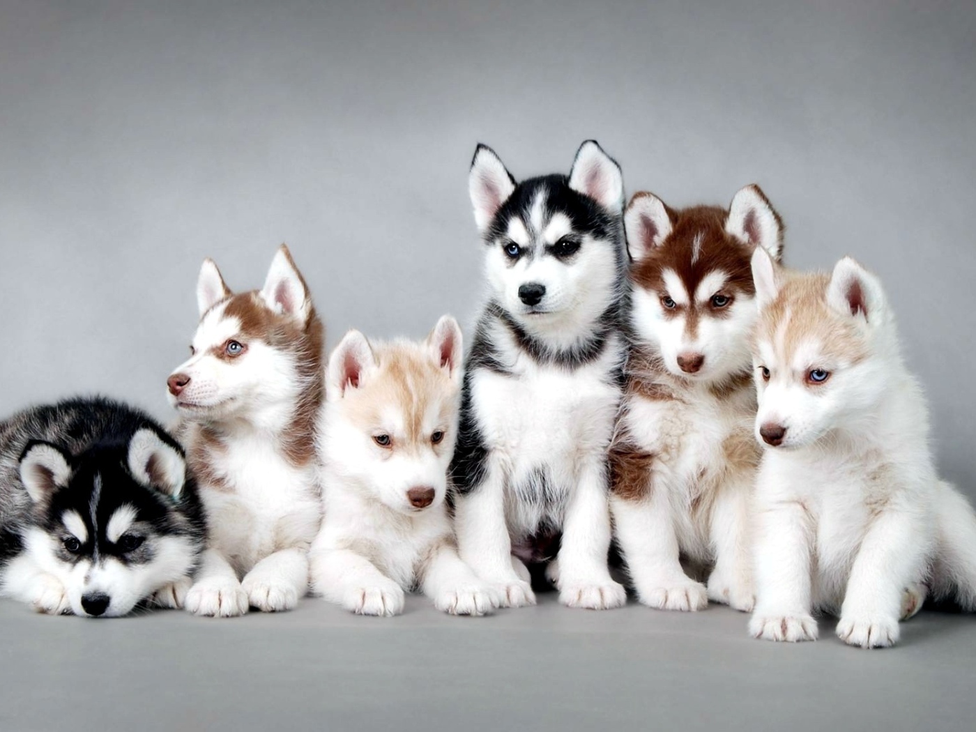 Семья щенков лайки