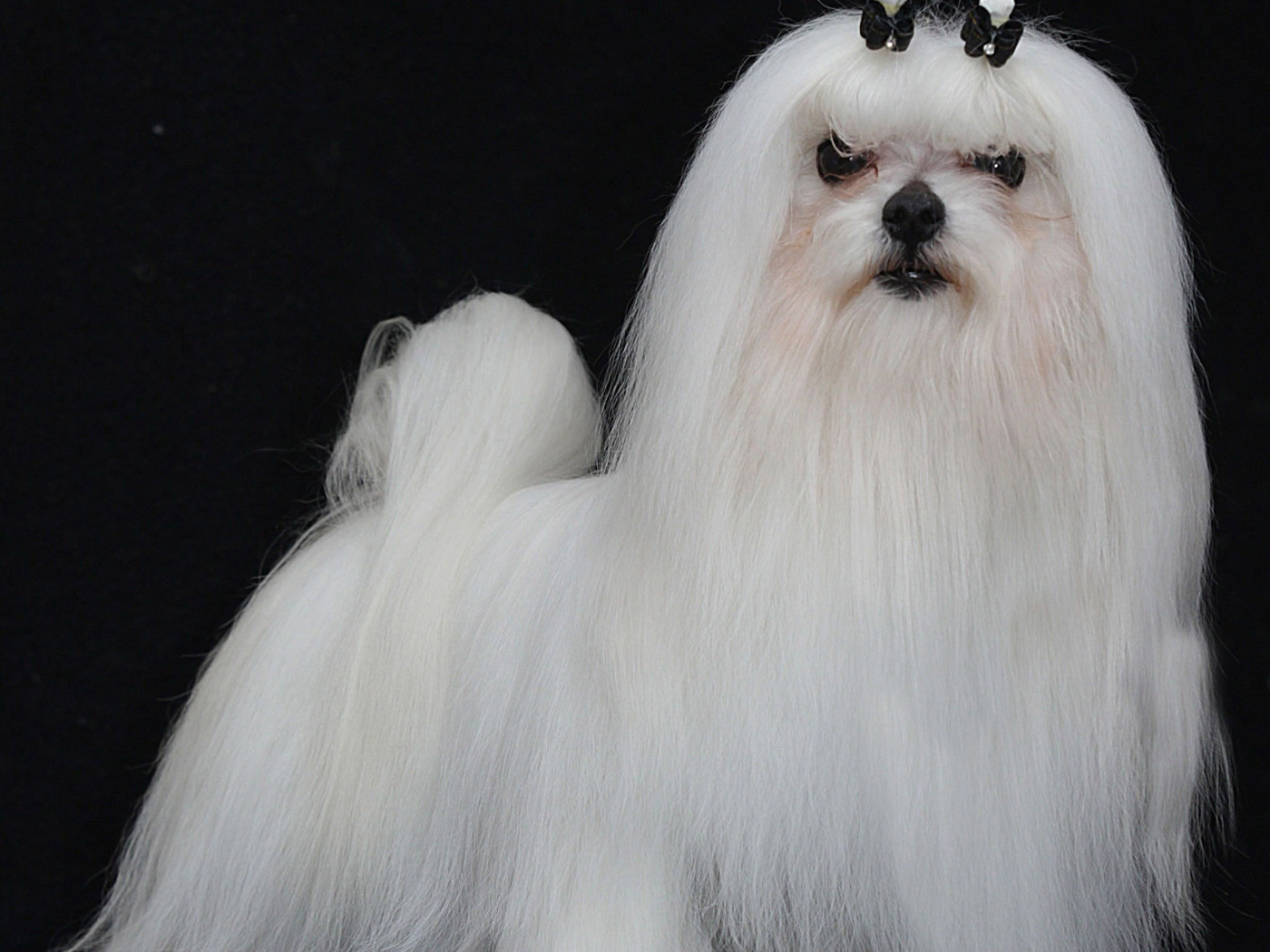 Модная мальтийская болонка