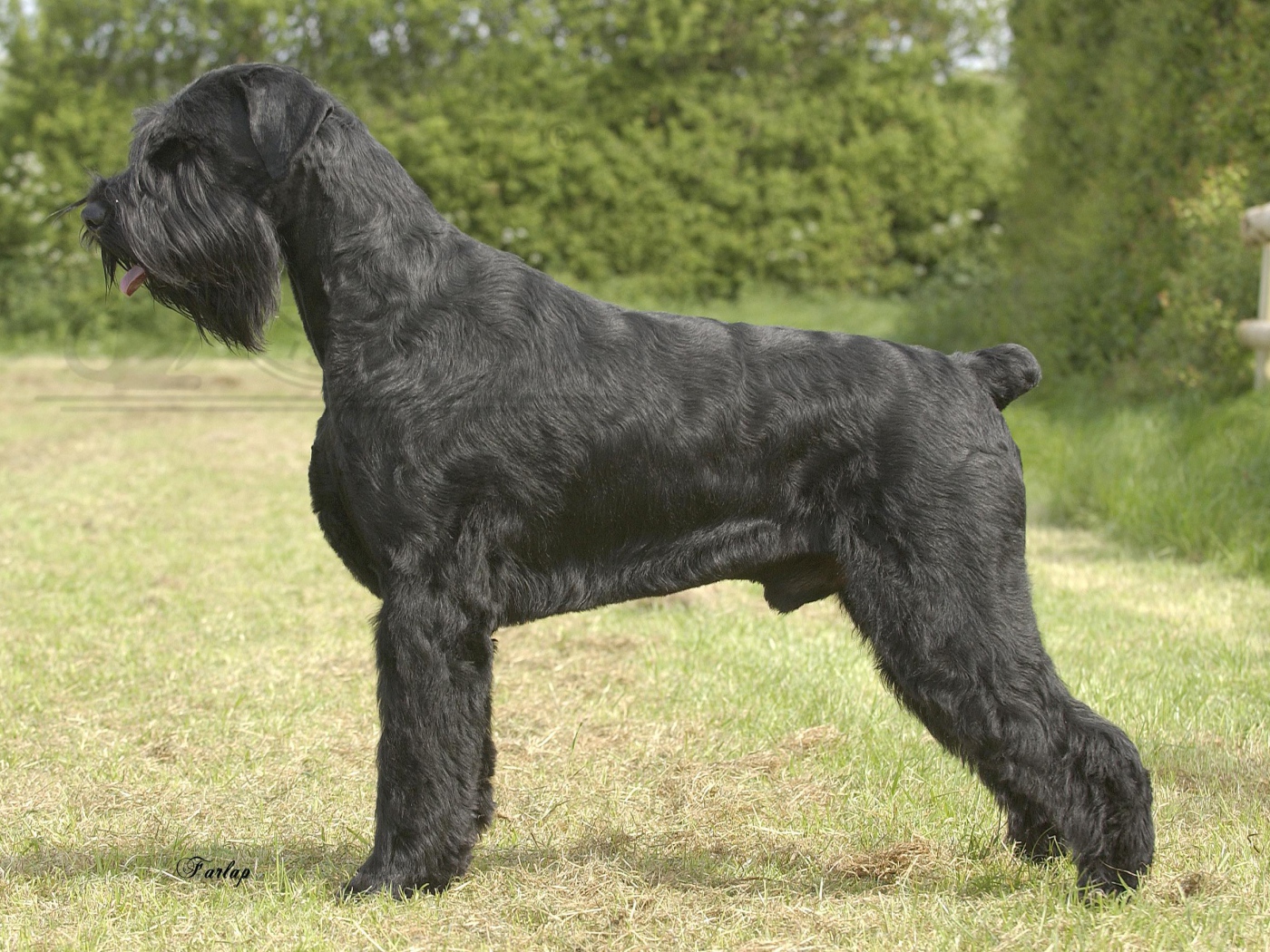 Черный пушистый шнауцер