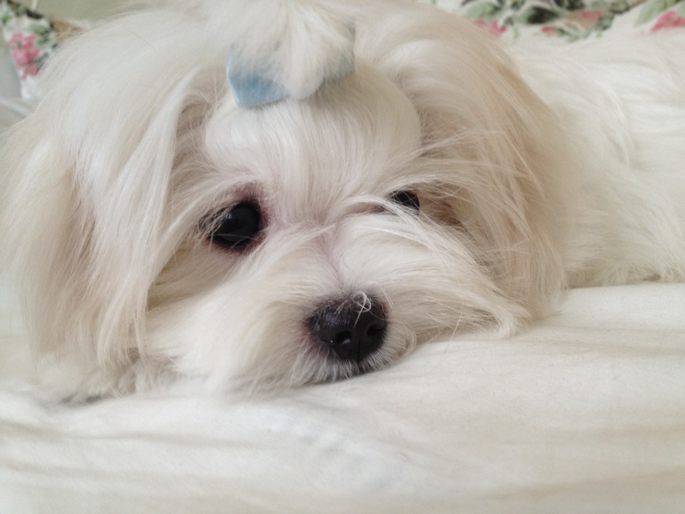 Пушистая болонка отдыхает