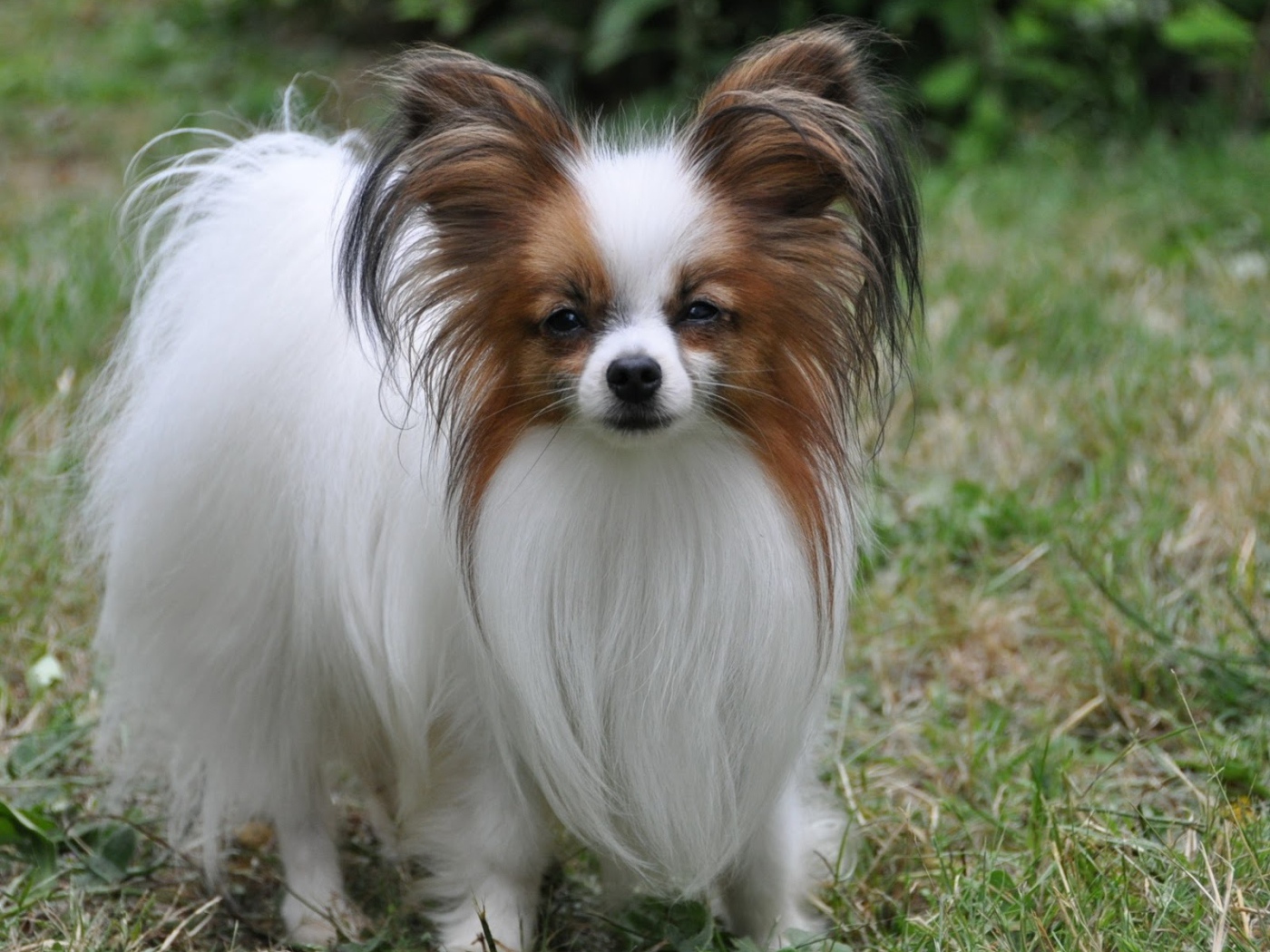 Пушистый папильон на траве