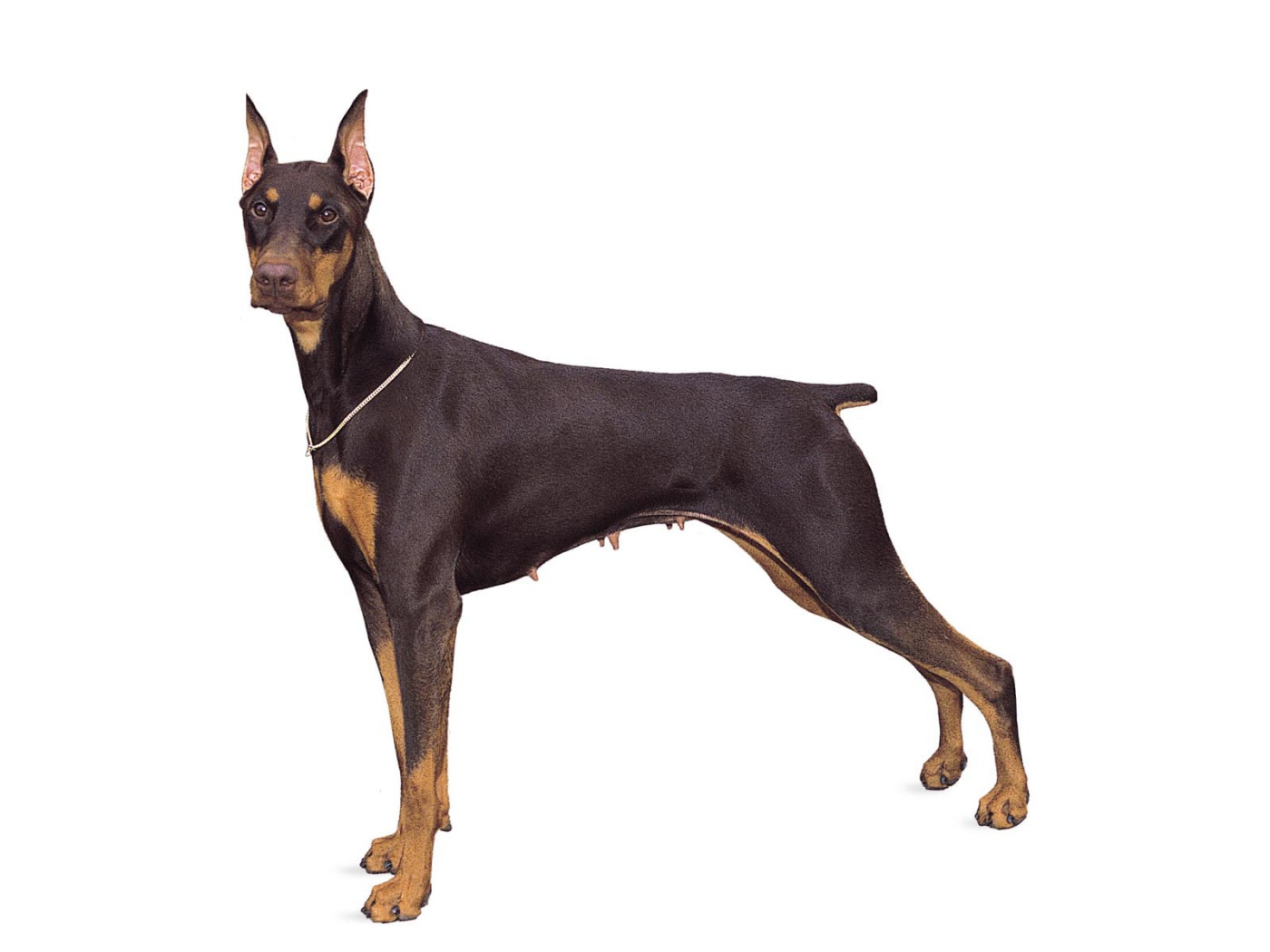 Стойка собаки добермана