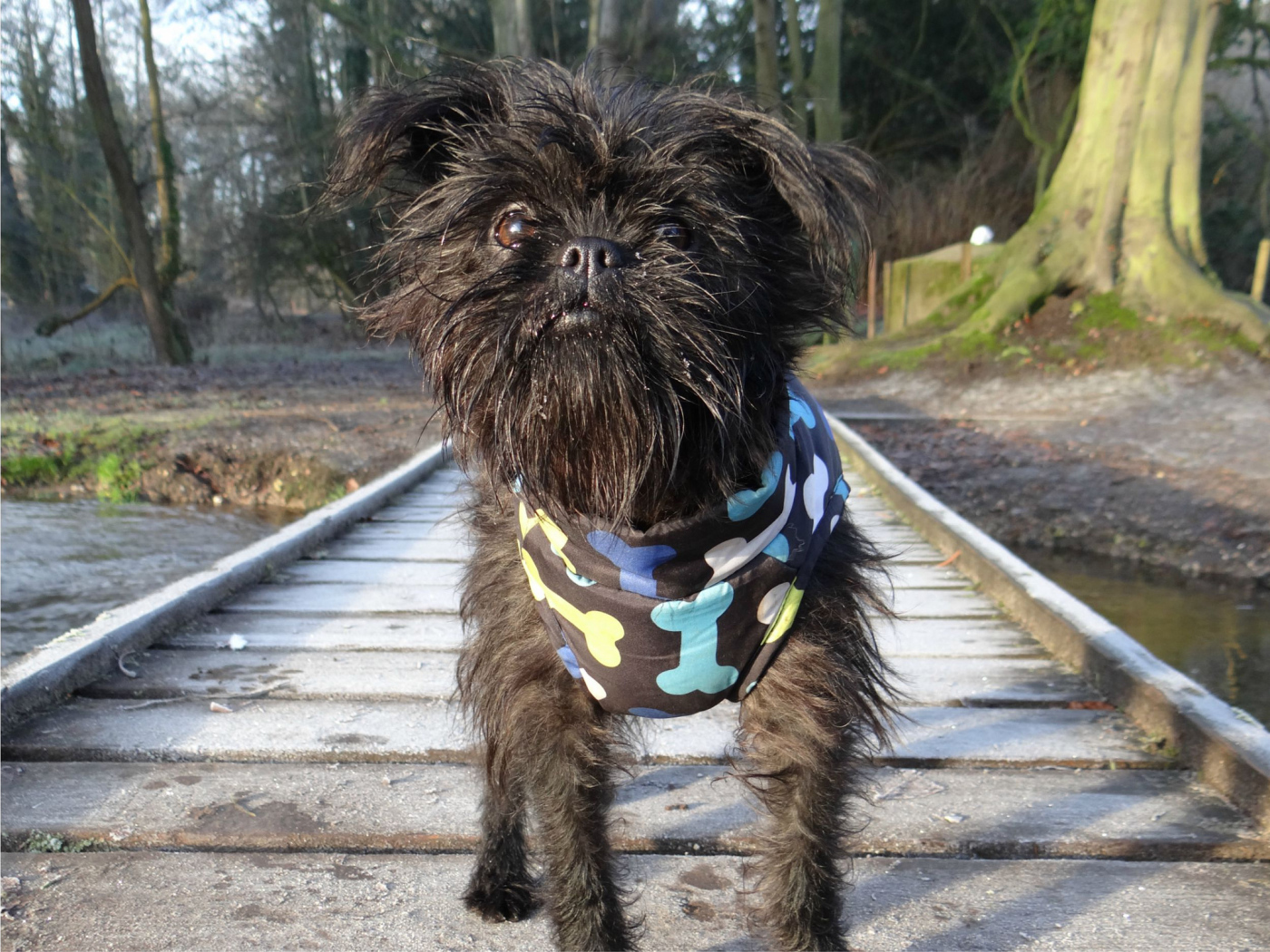 Забавный песик аффенпинчер