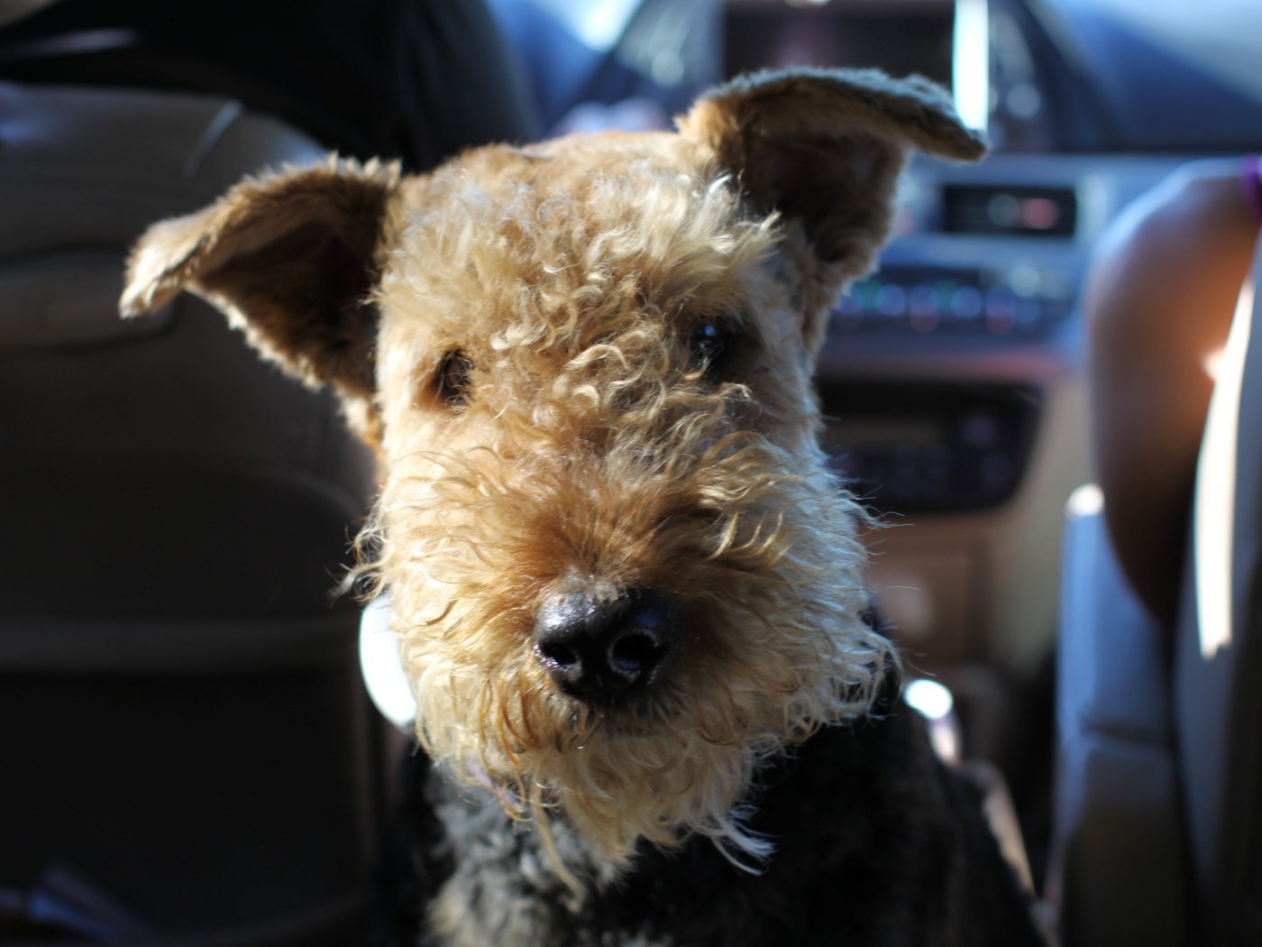 Забавный эрдельтерьер в машине