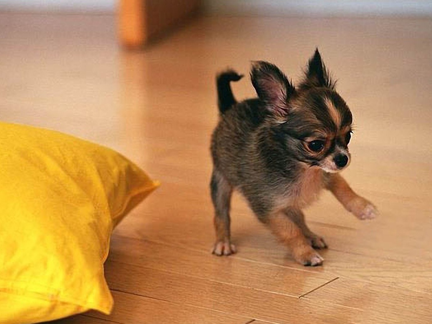 Забавный щенок чихуахуа играет