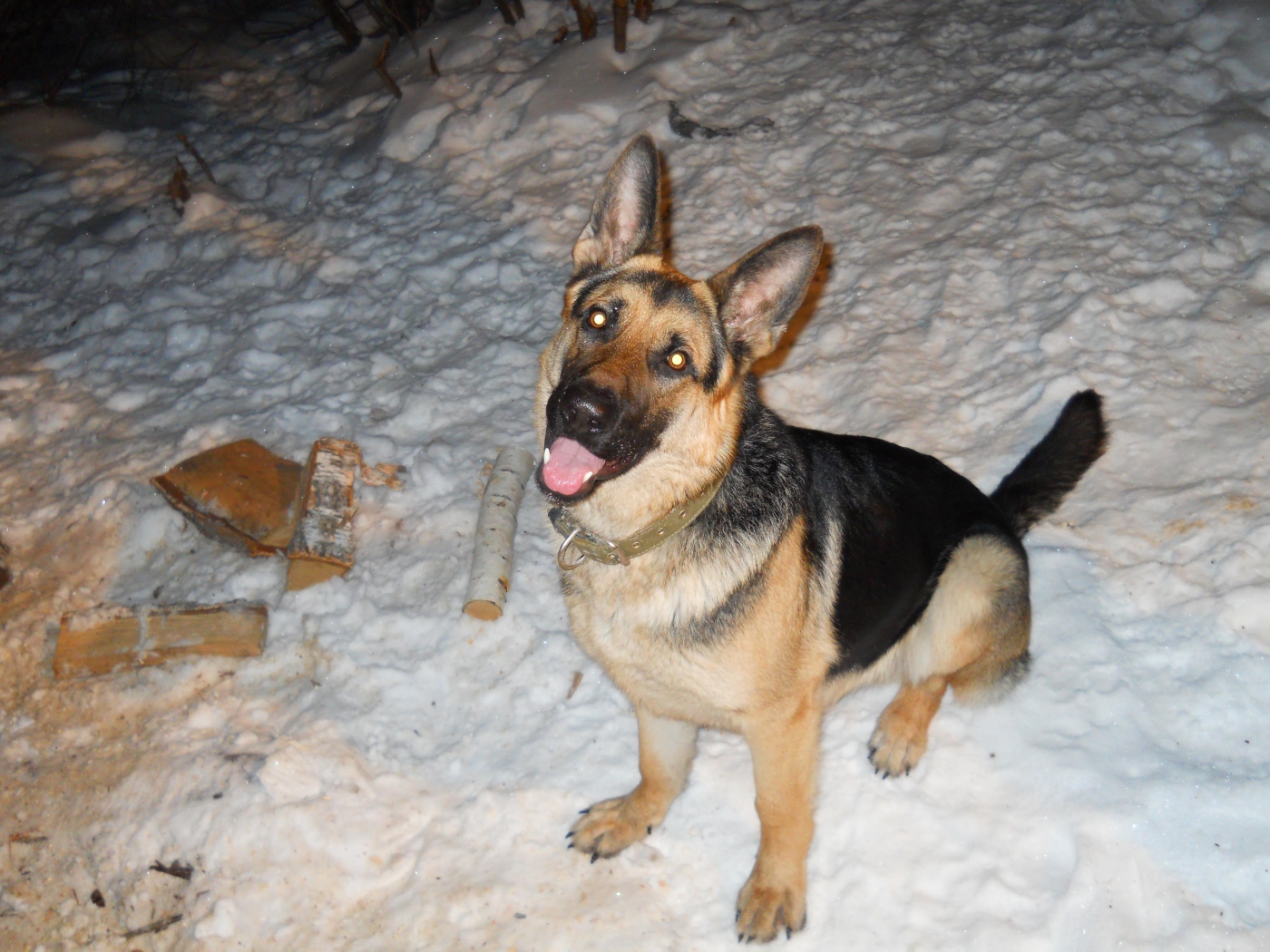 Немецкая овчарка с горящими глазами
