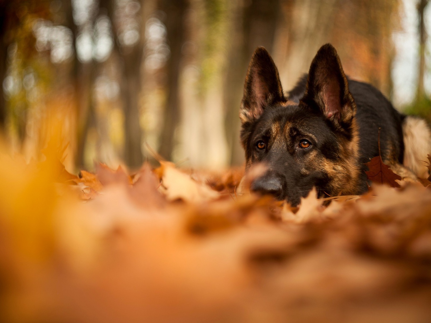 Немецкая овчарка в осеннем парке