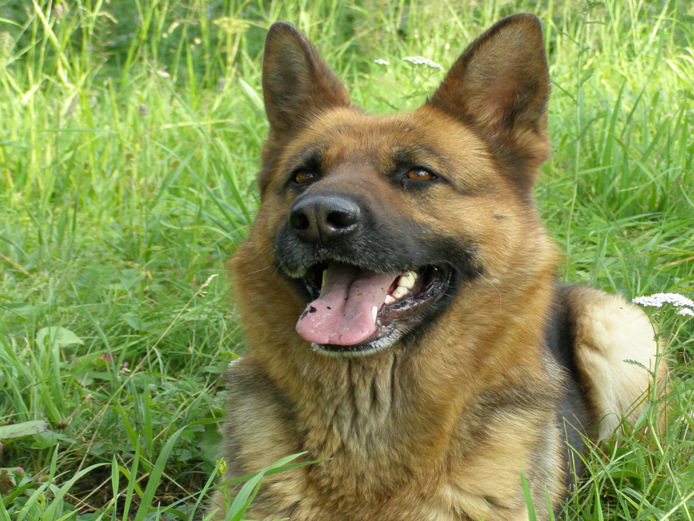 German Shepherd smiles