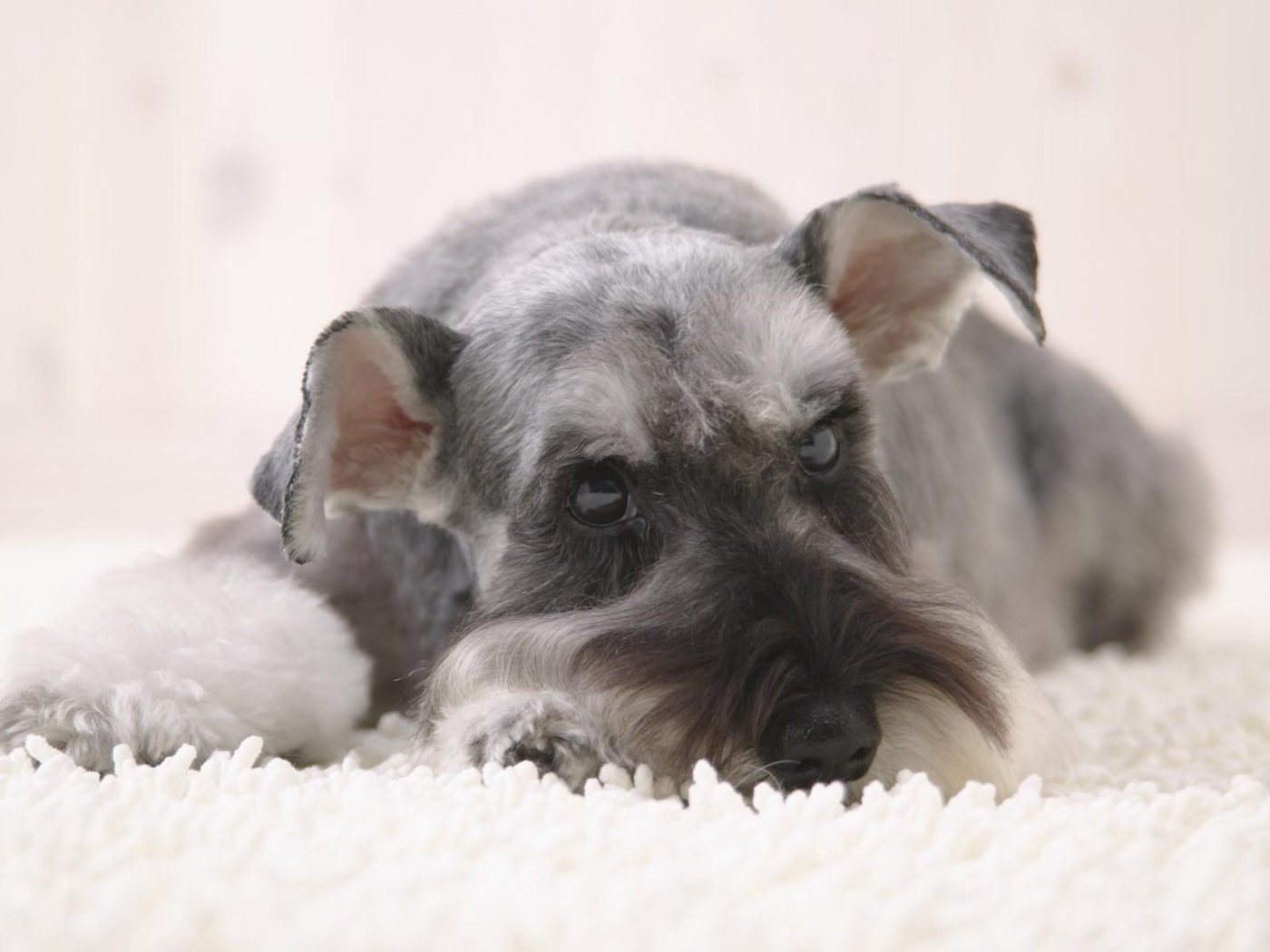 Серый шнауцер лежит на снегу