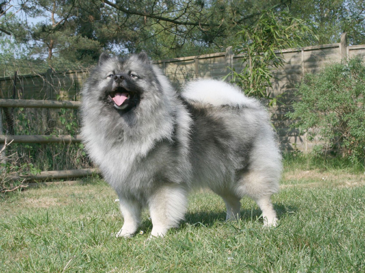 Серый японский шпиц