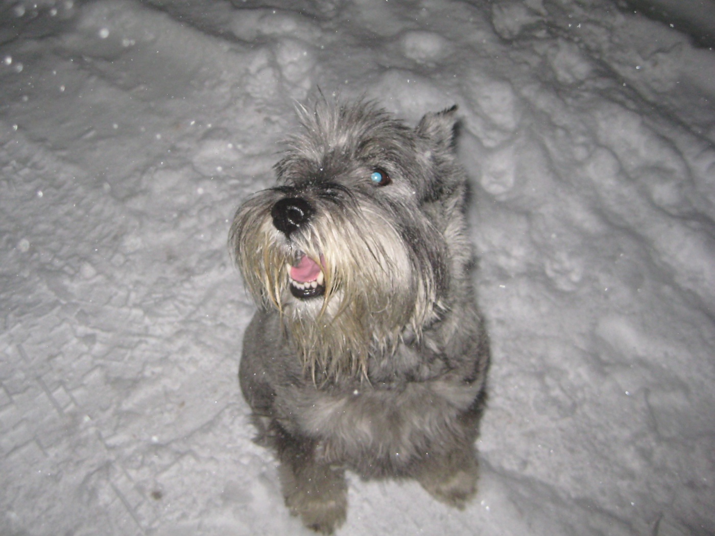 Серый шнауцер в снегу