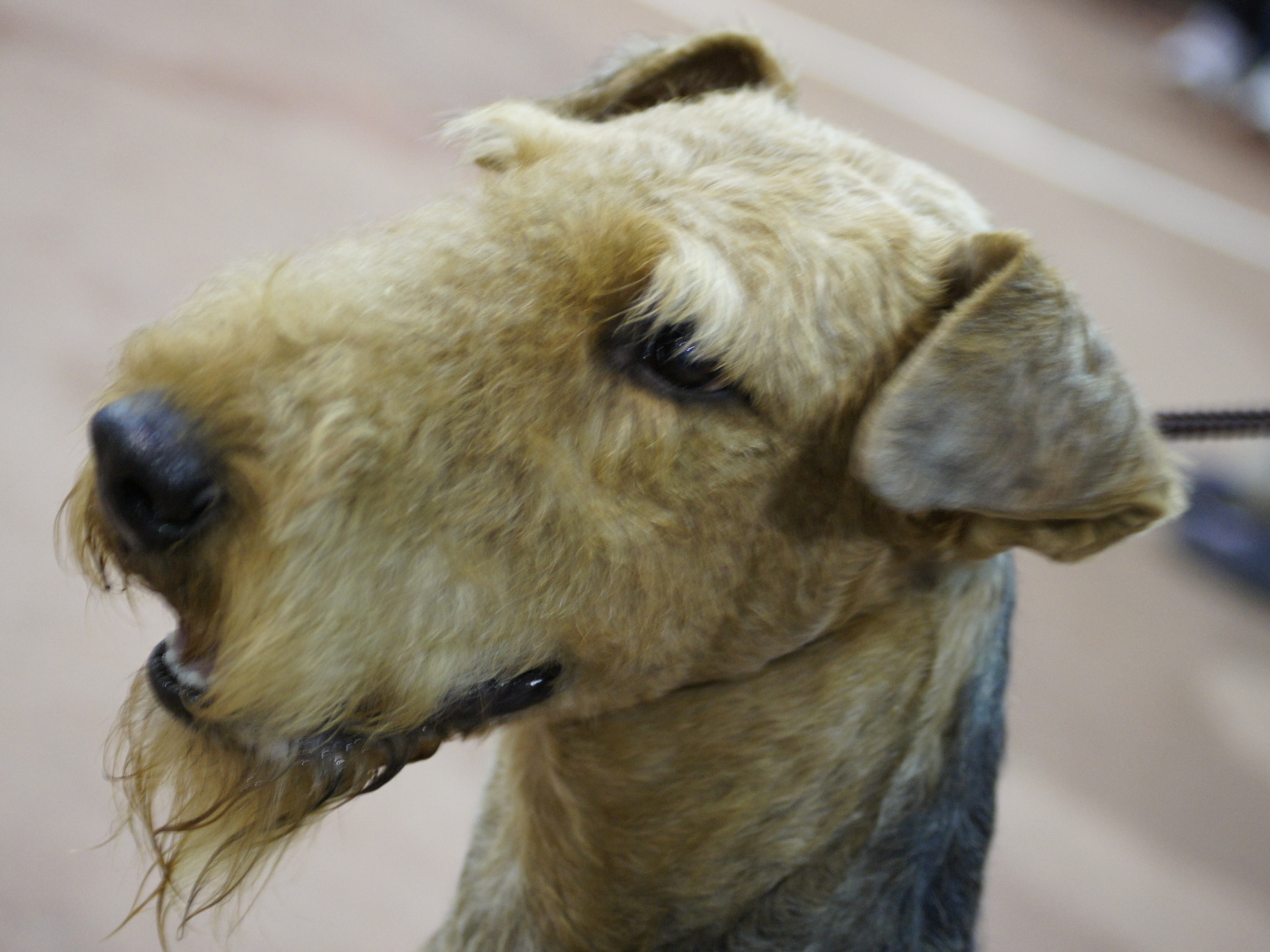 Голова коричневого эрдельтерьера