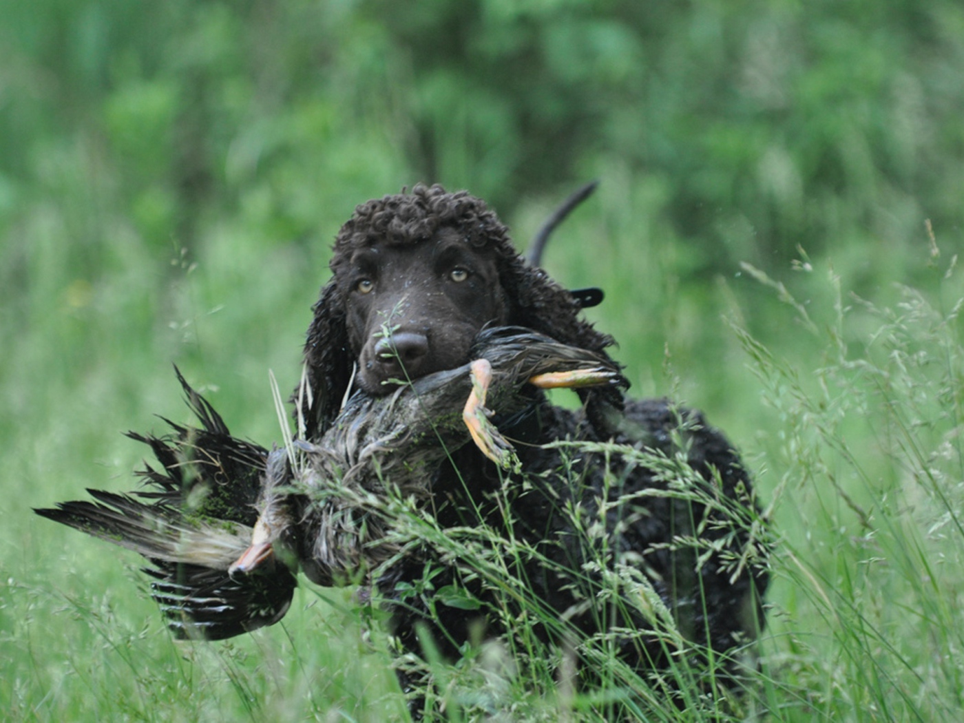 Охотник ирландский водяной спаниель