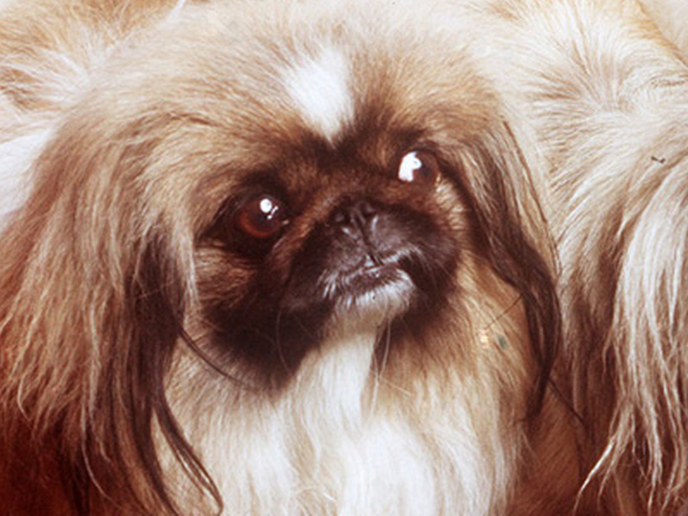Заинтересованный взгляд пекинеса